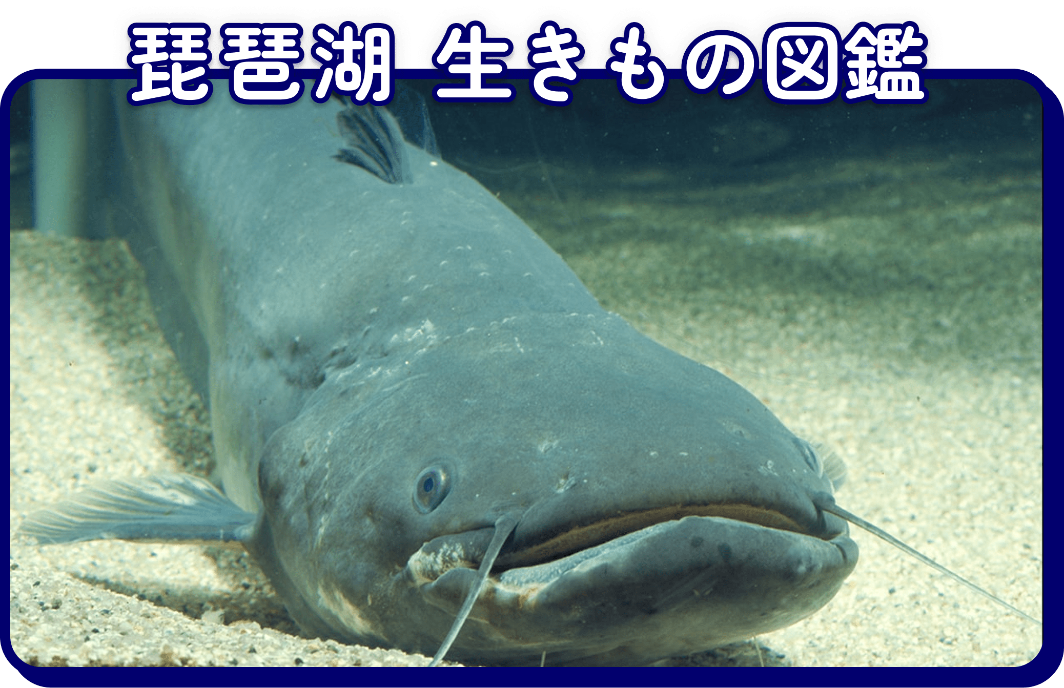 琵琶湖 生きもの図鑑