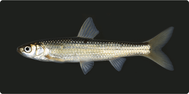 クイズの答え画像