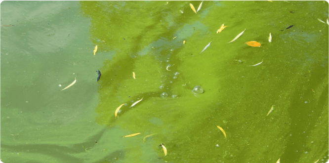 クイズの答え画像