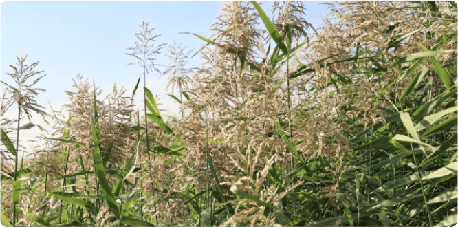 クイズの答え画像